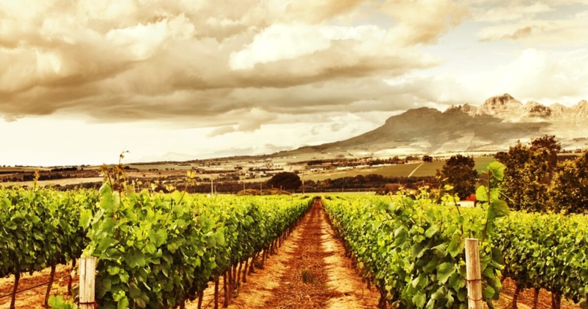 Gimblett Gravels Vineyards