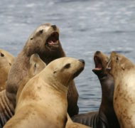 Feedback sealions