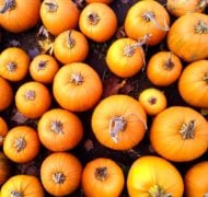 Pumpkins 505440 1920