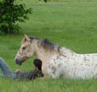 Sabbath horse