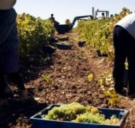 Workers vineyard