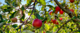 Fruit