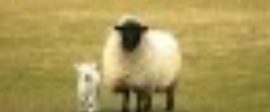 Sheep 751481 1280