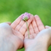 Flower 8539 640