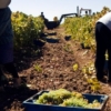 Workers vineyard