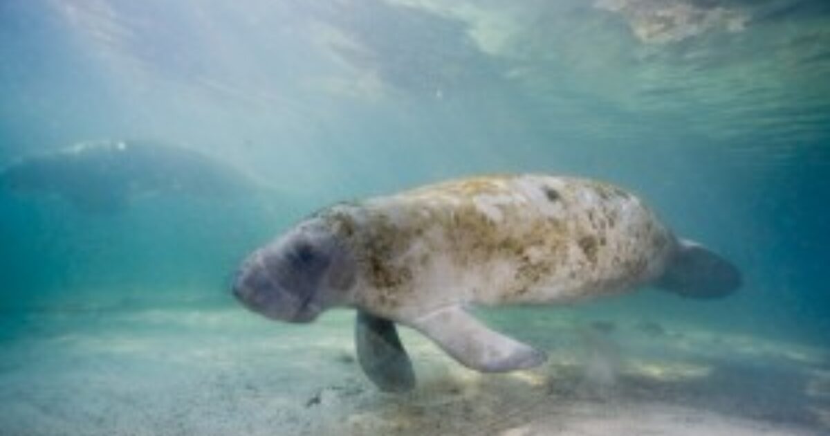 Manatees and the Gator Aggravator | The High Calling | Theology of Work