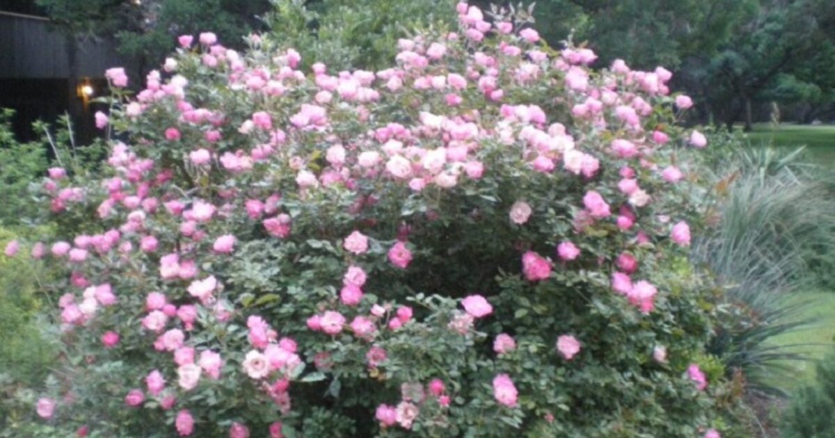 Sectarian Roses Best of Daily Reflections: Full Christianity: Doing, Thinking, and ...