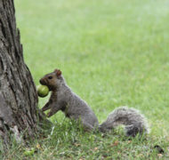 Cindee Snider Re squirrel square