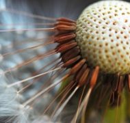 Dandelion 300x198