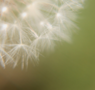 Dandelion in Seed 199x300