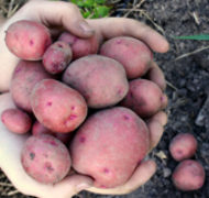 Elizabeth Weller potatoes thumb