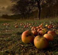 Helmut Hess apple square