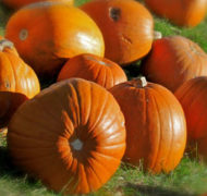 Susan Etole pumpkins square