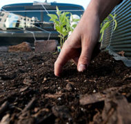 USDA Gov seed square