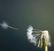 Vicente Villamón dandelion square