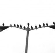 Birds 300x195