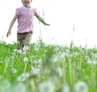 Dandelions 300x199