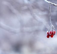 Frozen berries red fruits 64705