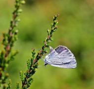 Holly blue celastrina argiolus butterfly butterflies 161046