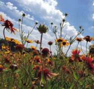 Laitylodge flowers