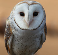 Owl image