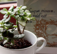 Plant in mug