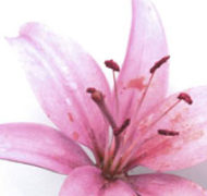 Postimage pinklily