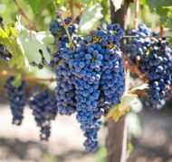 Purple grapes vineyard napa valley napa vineyard 45209