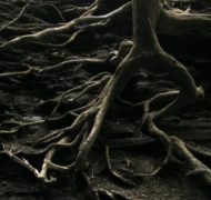 Roots 300x225