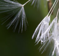 Seedpods