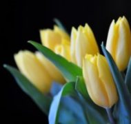 Tulipsannv 300x199