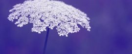 Alex Flower on purple 480x300