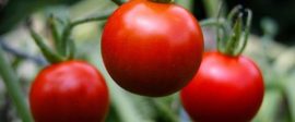 Ben Mcleod Tomato 480x300