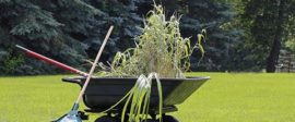 Cindee Snider Re Gardening 480x300