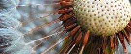 Dandelion 300x198
