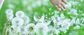 Dandelions by Ann Voskamp 300x199