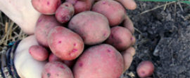 Elizabeth Weller potatoes thumb
