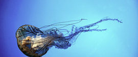 Jellyfish small