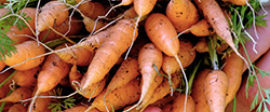 Kathleen Overby carrots square