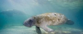 Manatee 300x200