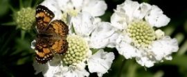 Moth small