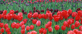 Simply Darlene tulips square
