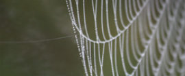Simply Darlene web square