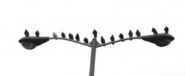 Birds 300x195