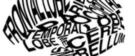 Brain rules post