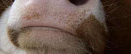 Calfsmaller