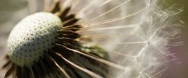 Dandelion 480