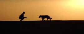 Dog trainer silhouettes sunset 38284