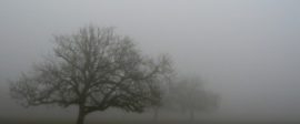 Fog trees1 300x174