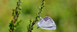 Holly blue celastrina argiolus butterfly butterflies 161046